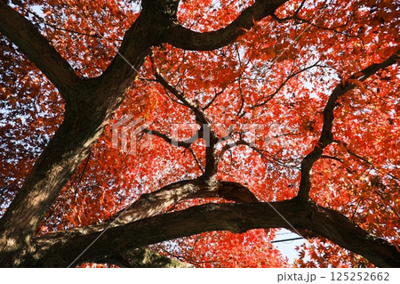 紅葉した木を見上げるその2 紅葉した木を見上げるその2 125252662
