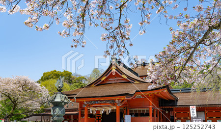 静岡県富士宮市　春の富士山本宮浅間大社 125252743