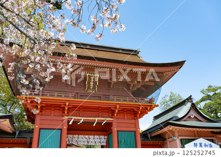 静岡県富士宮市 春の富士山本宮浅間大社 静岡県富士宮市 春の富士山本宮浅間大社 125252745