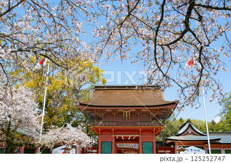 静岡県富士宮市　春の富士山本宮浅間大社 125252747