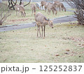 公園に出現したエゾシカ 125252837