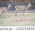 公園に出現したエゾシカ 125252838