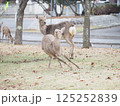 公園に出現したエゾシカ 125252839