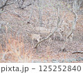 公園に出現したエゾシカ 125252840