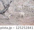 公園に出現したエゾシカ 125252841