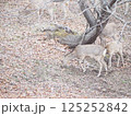 公園に出現したエゾシカ 125252842
