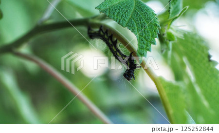 フクラスズメ幼虫 125252844