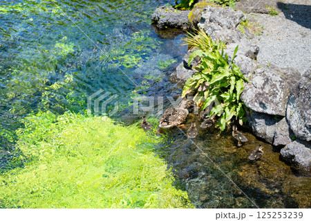 静岡県富士宮市富士山本宮浅間大社　湧玉池の鴨の親子 125253239