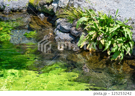 静岡県富士宮市富士山本宮浅間大社　湧玉池の鴨の親子 125253242