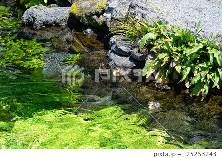静岡県富士宮市富士山本宮浅間大社　湧玉池の鴨の親子 125253243