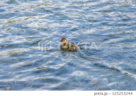 静岡県富士宮市富士山本宮浅間大社 湧玉池の子鴨 静岡県富士宮市富士山本宮浅間大社 湧玉池の子鴨 125253244