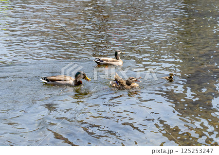 静岡県富士宮市富士山本宮浅間大社 湧玉池の鴨の親子 静岡県富士宮市富士山本宮浅間大社 湧玉池の鴨の親子 125253247