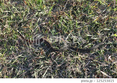 ヤマカガシ（栃木県北部） 125253815