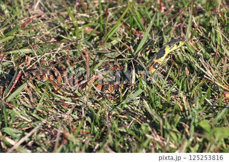 ヤマカガシ（栃木県北部） 125253816