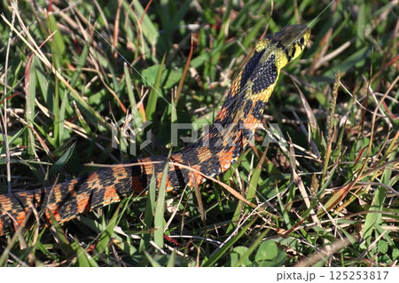 ヤマカガシ（栃木県北部） 125253817