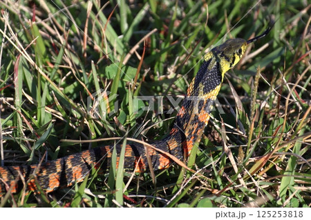 ヤマカガシ（栃木県北部） 125253818