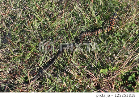 ヤマカガシ（栃木県北部） 125253819