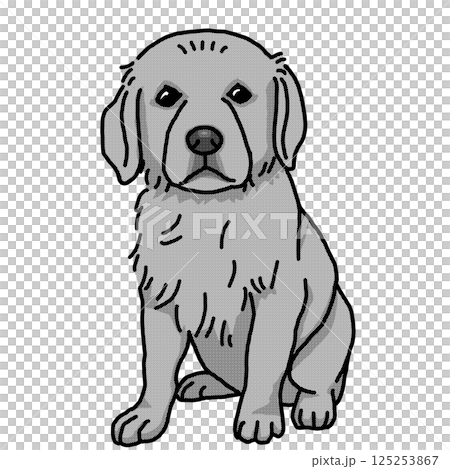 Golden retriever puppy black and white transparent background 125253867