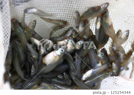 捕獲したカダヤシ（埼玉県川口市） 125254344