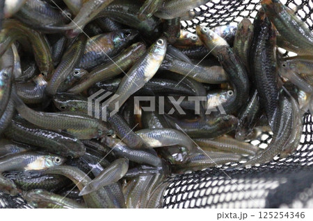 捕獲したカダヤシ（埼玉県川口市） 125254346