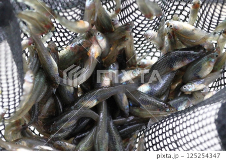 捕獲したカダヤシ（埼玉県川口市） 125254347