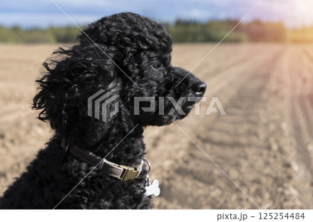 Black toy poodle in the field against the backdrop of a sandy field. Setting sun 125254484