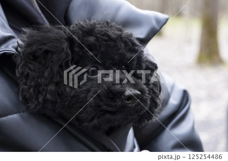 Cute curly puppy toy poodle sits under the pet owner's jacket 125254486