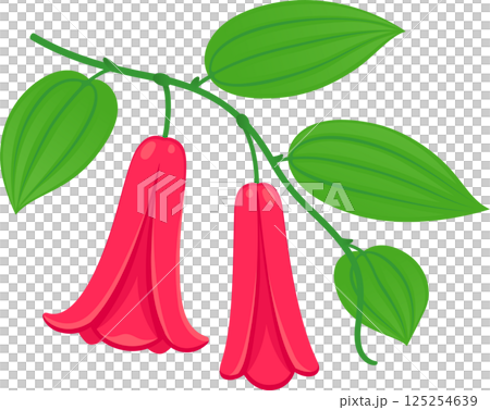 Copihue vine and flowers illustration 125254639