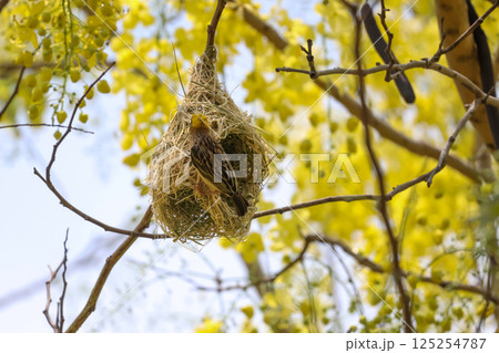 The yellow bird on Build nest from dry stick hay in nature 125254787