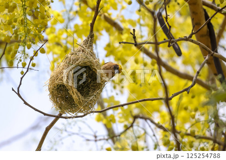 The yellow bird on Build nest from dry stick hay in nature 125254788