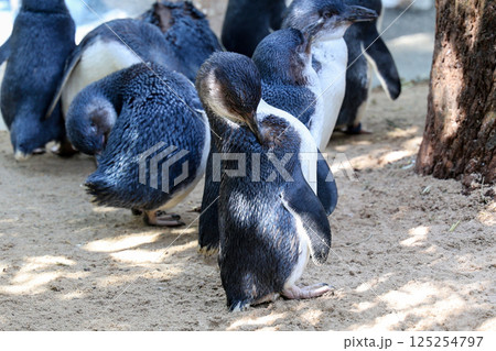 The Fairy penguin or blue penguin is so cute and local animal in phillip island,Australia 125254797