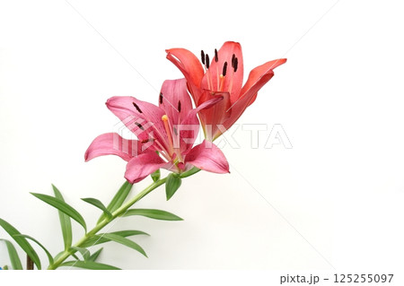 Beautiful Red Lilly blooming flower isolated on whit background Beautiful Red Lilly blooming flower isolated on whit background 125255097