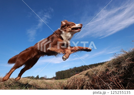 A brown and white dog is jumping in the air A brown and white dog is jumping in the air 125255135