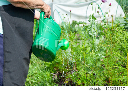 Watering Green Plants with a Watering Can on a Garden Plot Watering Green Plants with a Watering Can on a Garden Plot 125255157