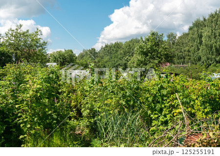 Countryside Plot with a Small House 125255191