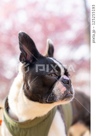 【春】桜の花びらを鼻につけたボストン・テリア【桜】 【春】桜の花びらを鼻につけたボストン・テリア【桜】 125255193