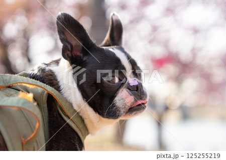 【春】桜の花びらを鼻につけたボストン・テリア【桜】 【春】桜の花びらを鼻につけたボストン・テリア【桜】 125255219