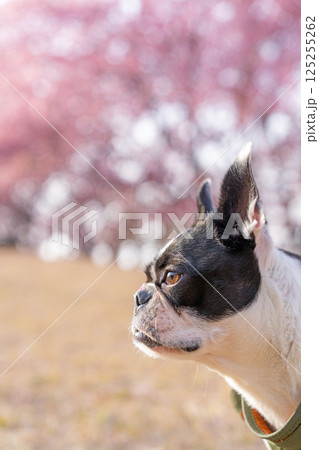 【春】ボストン・テリア【桜】 125255262