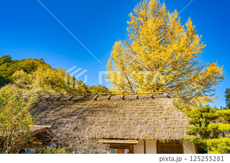 秋の紅葉に包まれた豊田市の香嵐渓の風景(愛知県) 秋の紅葉に包まれた豊田市の香嵐渓の風景(愛知県) 125255281