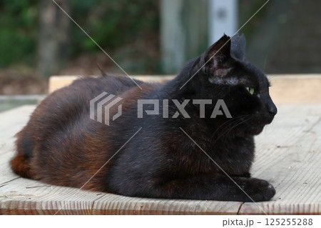 野良猫の写真（クロネコ） 125255288