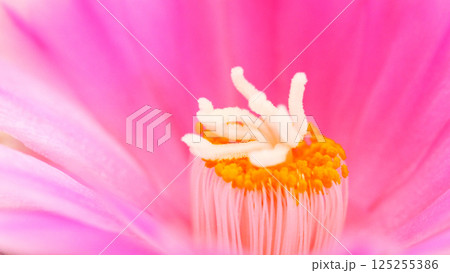 A close-up of a blooming pink cactus flower showing vibrant yellow anthers and fuzzy white stigmas at the center, captured in soft natural light with a dreamy bokeh background. Suitable for floral or A close-up of a blooming pink cactus flower showing vibrant yellow anthers and fuzzy white stigmas at the center, captured in soft natural light with a dreamy bokeh background. Suitable for floral or 125255386