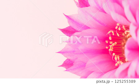 Pink Flower Macro with Soft Background. Ideal for Greeting Cards, Wallpapers, and Nature-Themed Designs Pink Flower Macro with Soft Background. Ideal for Greeting Cards, Wallpapers, and Nature-Themed Designs 125255389