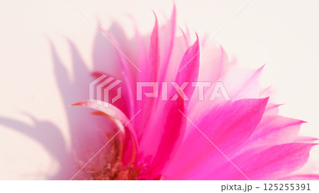 Delicate Petals in Morning Light. Close-up of Pink Cactus Flower on Soft White Delicate Petals in Morning Light. Close-up of Pink Cactus Flower on Soft White 125255391
