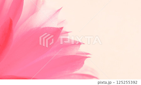 A delicate close-up of soft pink petals against a pale, creamy background. a dreamy, pastel aesthetic. Ideal for themes of spring, serenity, femininity, and natural elegance. Suitable for minimali 125255392