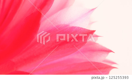 Macro close-up of soft pink flower petals with delicate texture, abstract floral background Macro close-up of soft pink flower petals with delicate texture, abstract floral background 125255393