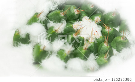 Close-up of a cactus covered in cottony tufts, resembling snow nestled between green peaks and tiny thorns. Nature s own miniature winter wonderland in the heart of the desert 125255396
