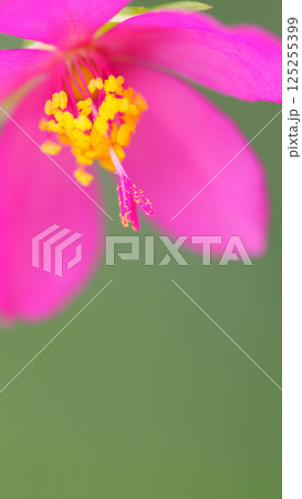 Close-up of a vibrant pink flower with bright yellow stamens, set against a soft green background. A refreshing and colorful nature-themed image perfect for wellness, beauty, springtime, and botanical Close-up of a vibrant pink flower with bright yellow stamens, set against a soft green background. A refreshing and colorful nature-themed image perfect for wellness, beauty, springtime, and botanical 125255399