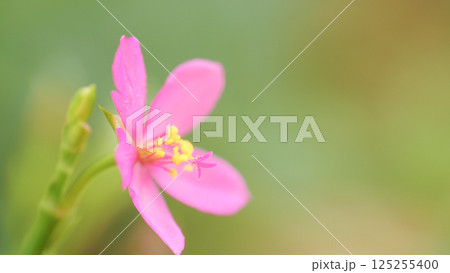 Close-up of a delicate pink flower with yellow stamens against a soft green background. Ideal for nature, floral, or botanical-themed content. Close-up of a delicate pink flower with yellow stamens against a soft green background. Ideal for nature, floral, or botanical-themed content. 125255400