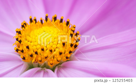 Floral Focus. Macro Pink Cosmos for Nature Education & Vibrant Social Visuals 125255403