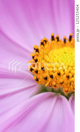 A mesmerizing macro shot of a pink cosmos flower, revealing the vibrant yellow and black-tipped stamens at its center nature s perfect symmetry in full bloom A mesmerizing macro shot of a pink cosmos flower, revealing the vibrant yellow and black-tipped stamens at its center nature s perfect symmetry in full bloom 125255404